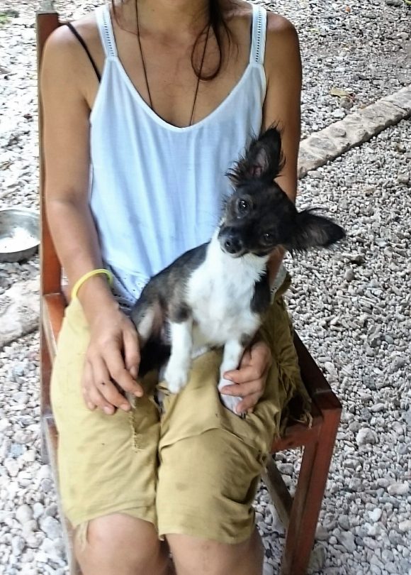 Choca